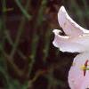 Lilium x asiatic, flowers