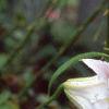 Lilium x asiatic, flowers