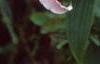 Lilium x asiatic, flowers