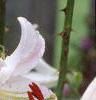 Lilium x asiatic, flowers