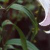 Lilium x asiatic, flowers