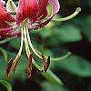 Lilium 'Black Beauty', flowers