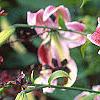 Lilium 'Black Beauty', flowers