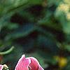 Lilium 'Black Beauty', flowers