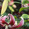 Lilium 'Black Beauty', flowers