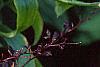 Lilium 'Black Beauty', flowers
