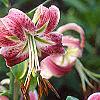 Lilium 'Black Beauty', flowers