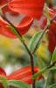 Lilium 'Exotica', flowers