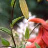 Lilium 'Exotica', flowers