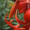 Lilium 'Exotica', flowers