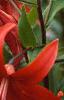 Lilium 'Exotica', flowers