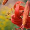 Lilium 'Exotica', flowers