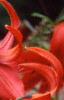 Lilium 'Exotica', flowers