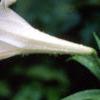 Lilium longiflorum, flowers