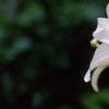 Lilium longiflorum, flowers