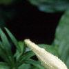 Lilium longiflorum, flowers