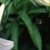 Lilium longiflorum, flowers