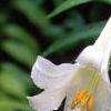 Lilium longiflorum, flowers