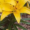 Lilium 'Lemon Pixie', flowers