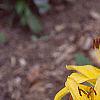 Lilium 'Lemon Pixie', flowers