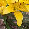 Lilium 'Lemon Pixie', flowers