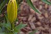 Lilium 'Lemon Pixie', flowers