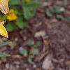 Lilium 'Lemon Pixie', flowers
