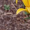 Lilium 'Lemon Pixie', flowers