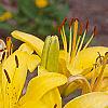 Lilium 'Lemon Pixie', flowers