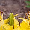 Lilium 'Lemon Pixie', flowers
