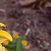 Lilium 'Lemon Pixie', flowers