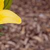Lilium 'Lemon Pixie', flowers