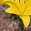 Lilium 'Lemon Pixie', flowers
