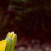 Lilium 'Lemon Pixie', flowers