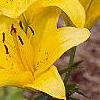 Lilium 'Lemon Pixie', flowers