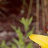 Lilium 'Lemon Pixie', flowers