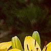 Lilium 'Lemon Pixie', flowers