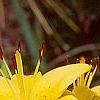 Lilium 'Lemon Pixie', flowers
