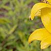 Lilium 'Lemon Pixie', flowers