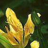 Lilium maculatum var. davuricum 'Japanese Double', flowers
