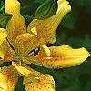 Lilium maculatum var. davuricum 'Japanese Double', flowers