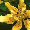 Lilium maculatum var. davuricum 'Japanese Double', flowers