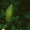 Lilium maculatum var. davuricum 'Japanese Double', flowers