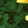 Lilium maculatum var. davuricum 'Japanese Double', flowers