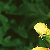Lilium maculatum var. davuricum 'Japanese Double', flowers
