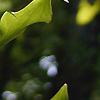 Lilium michauxii, flowers