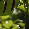Lilium michauxii, flowers
