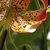 Lilium michauxii, flowers