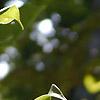 Lilium michauxii, flowers