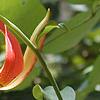 Lilium michauxii, flowers